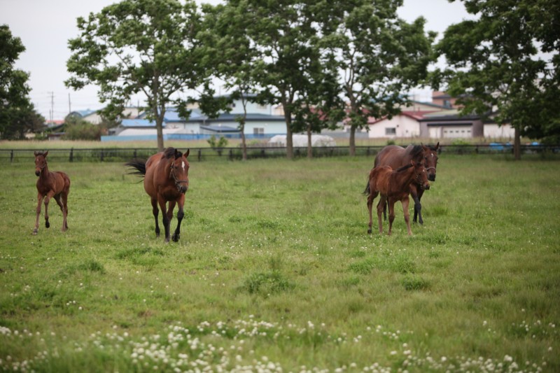 �g�V�U�m�����[ ���@�b�Q�|�P�U�g�@�D���@10/1 ����