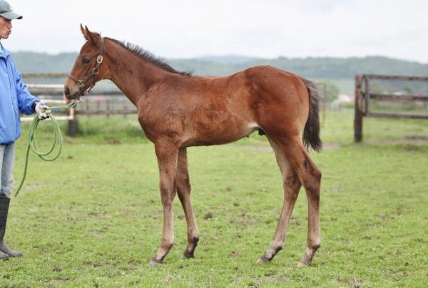 �\���g���C�N�X�^�[��11by�I���n�}�b�e���[