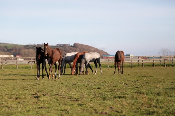 �g�V�U�e�B�A�����@C2 �D���@11/12�@����