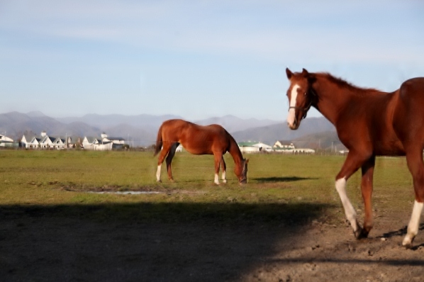 �V���N�G���K���X���@�b�Q�|�R�W�g�@�D���@11/26�@����