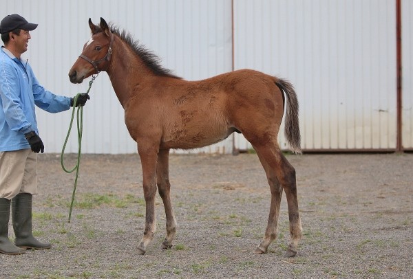 �R���`�J11by�X�e�[�S�[���h