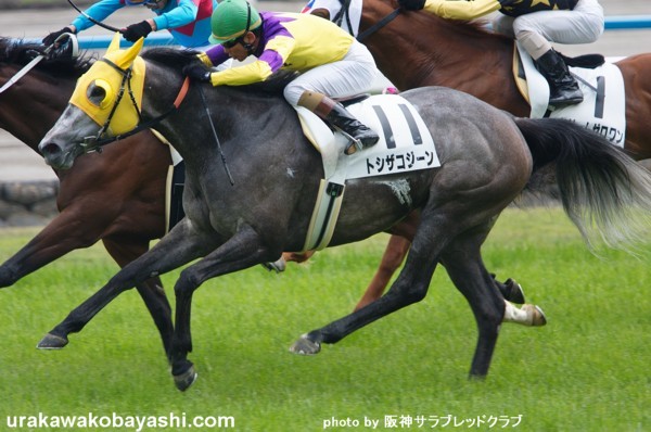 �g�V�U�R�W�[�����@6/6�@4�Ώ�500�����@�D��