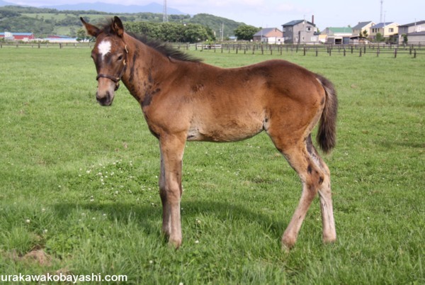 �m���f���t���}�[09by�����J�[��