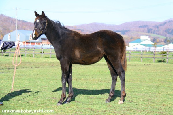 �^�C���q���C��09by*�X�^�`���[�I�u���o�e�B