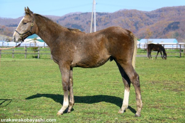 �\���g���C�N�u���[09 by*�N���t�l