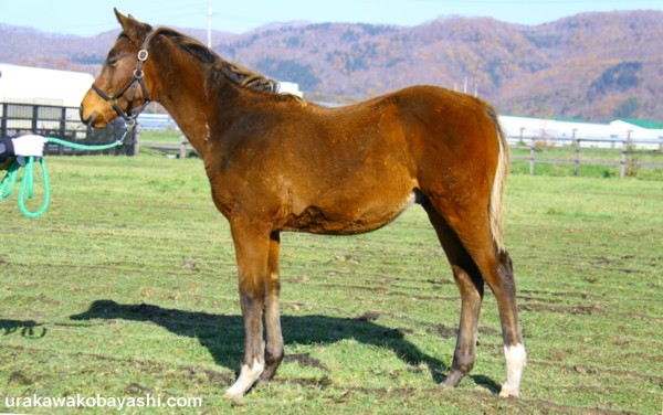 �R���`�J09by�X�Y�J�}���{�@