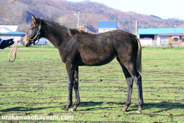 �m���f���t���}�[��09