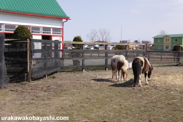 �A�C�V�A�b�e���J�C���@�T���n�R�΁@�b�R �@�D��