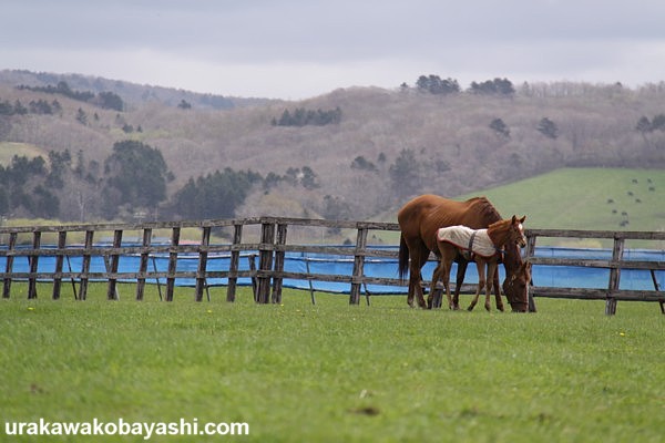 �g�V�U�}�L���@3��500���@2���@���s���n5/29�@