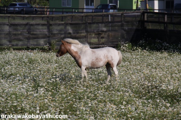 �A�C�V�A�b�e���J�C���@�T���n�R�Ώ�@�b�R�@�D��! (���c)