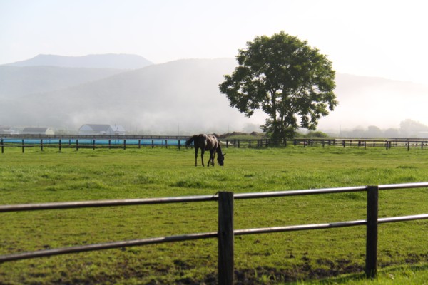 �g�V�L�����f�B���@�ɖ������ʁ@�@�N�r��2���@���q8/21