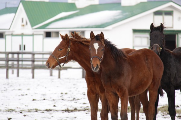 �N�X�R(��������)�@�a�S�R�@�D���@12/12 ���� 