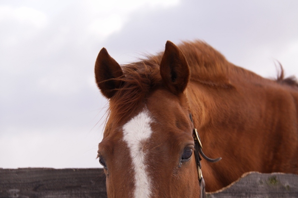 �g�V�U�m�����[ ���@C2-32�g�@�D���@1/23 ����