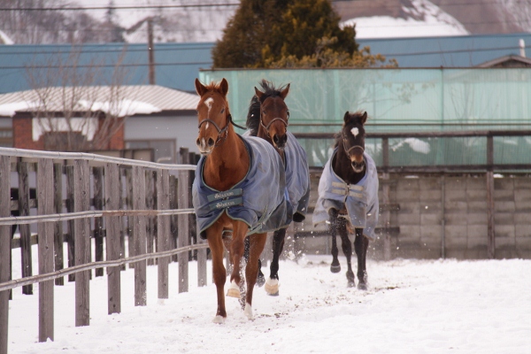 �c���~�v���`�i�����@500�����@2���@1/28�@���q10R�@